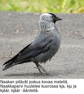 Naakan pitvt joskus kovaa meteli. Naakkaparvi huutelee kuorossa kja, kju ja kjr, kjr -nteit.